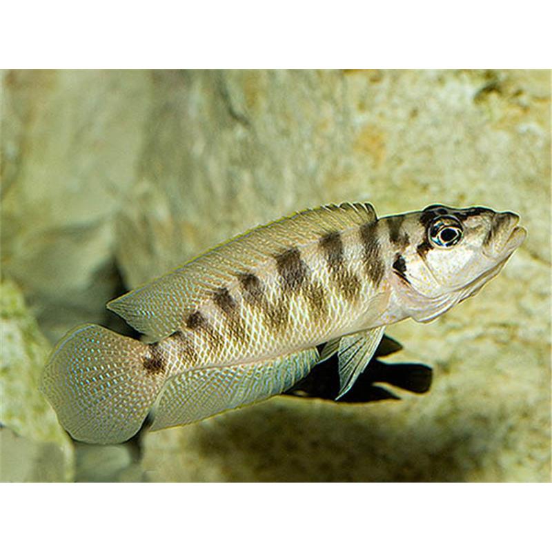 Lamprologus fasciatus - imagine 5